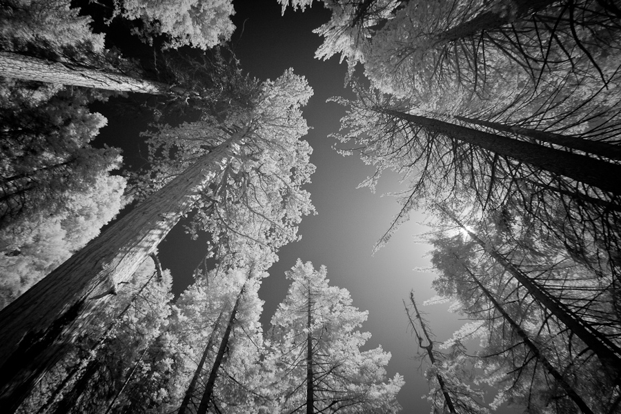 IR Pine Trees