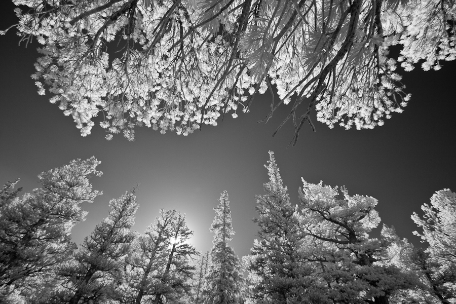 IR Pine Trees