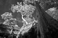 Ta Prohm